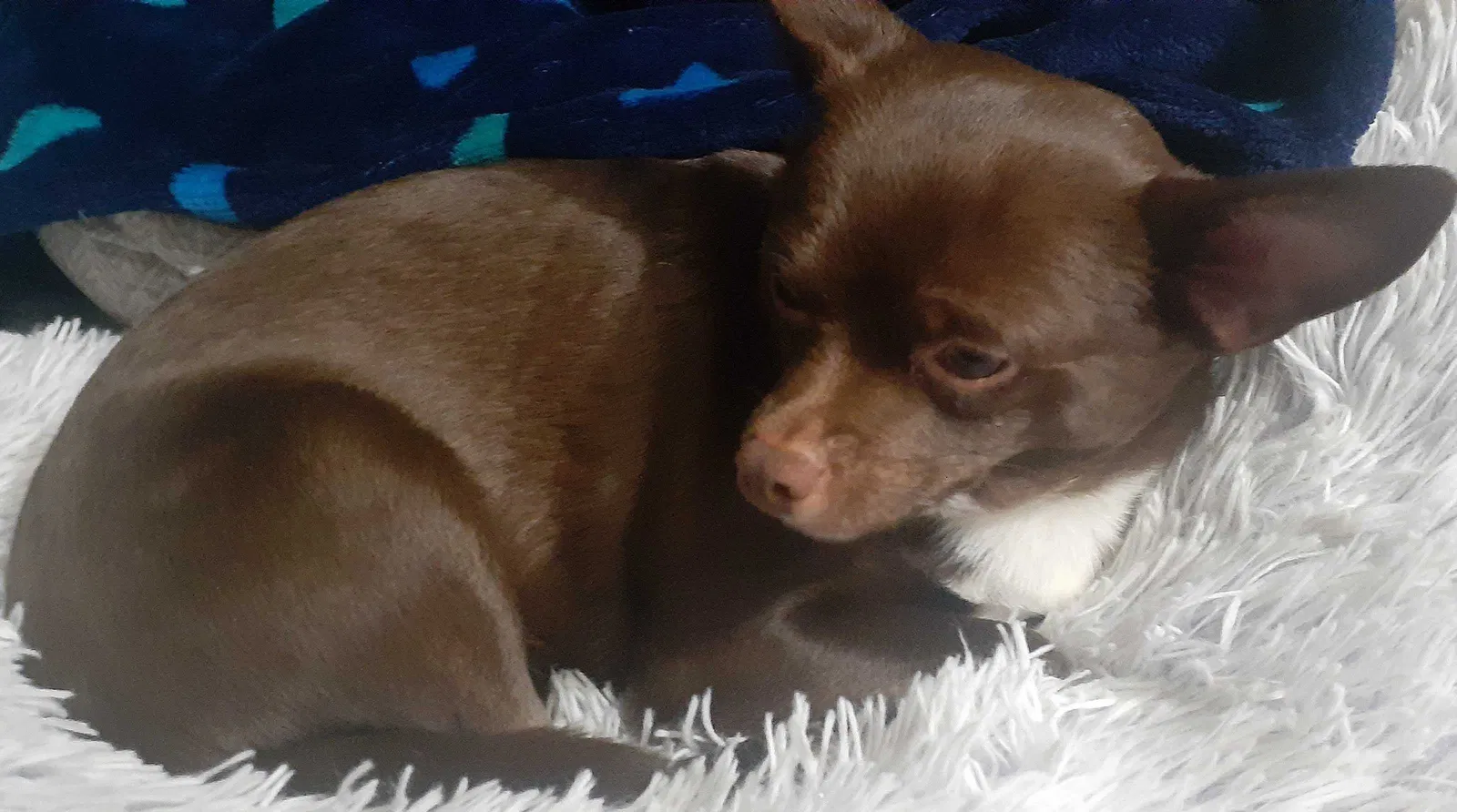 Lost dog in Los Lunas, NM, 87031
