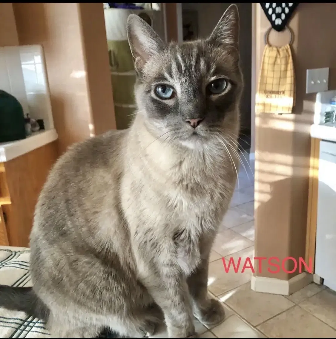 Lost cat in Manteca, CA, 95336