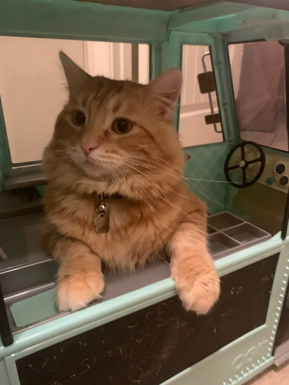 Lost cat in Baytown, TX, 77523