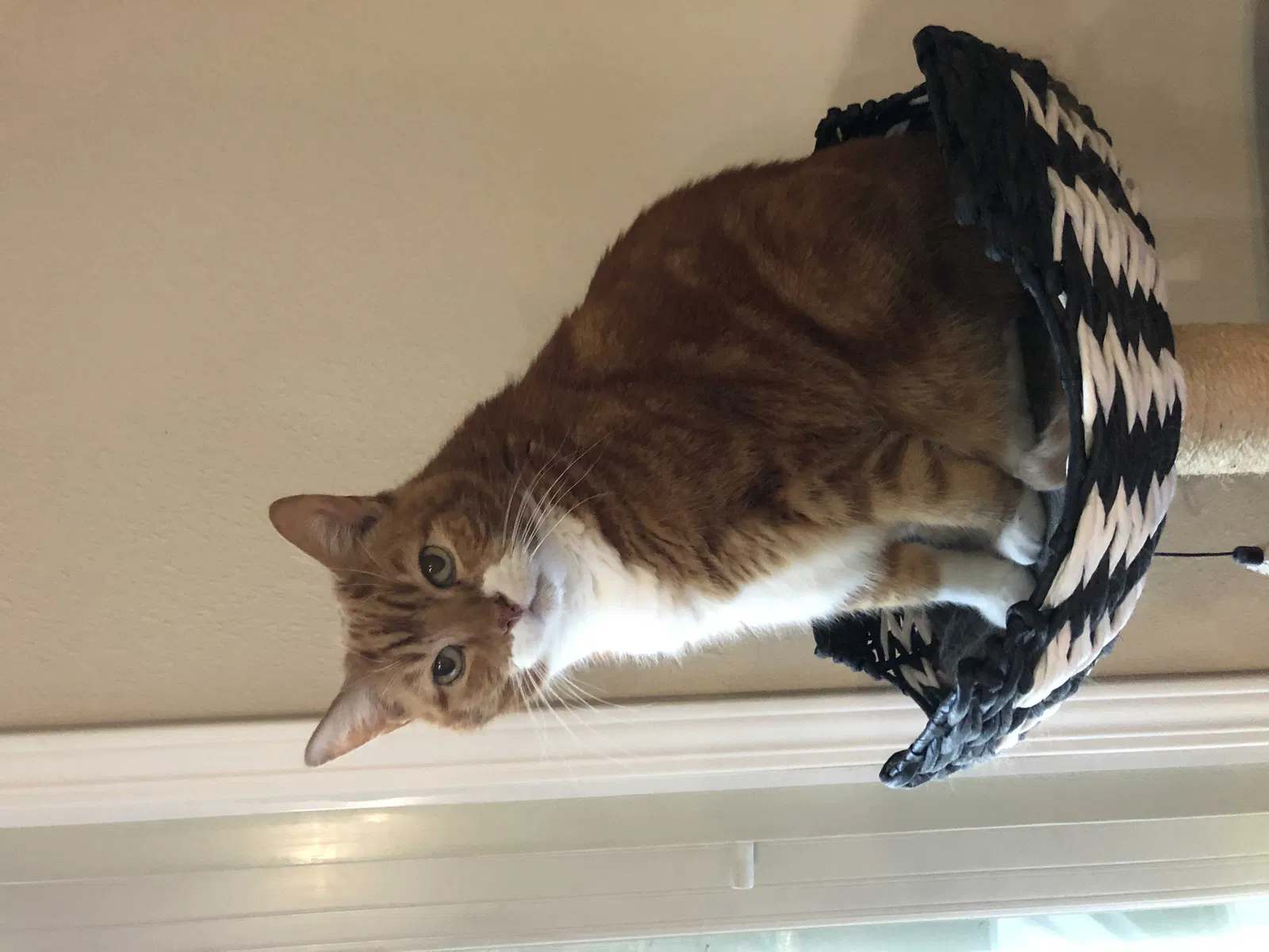 Found cat in Morgan Hill, CA, 95037
