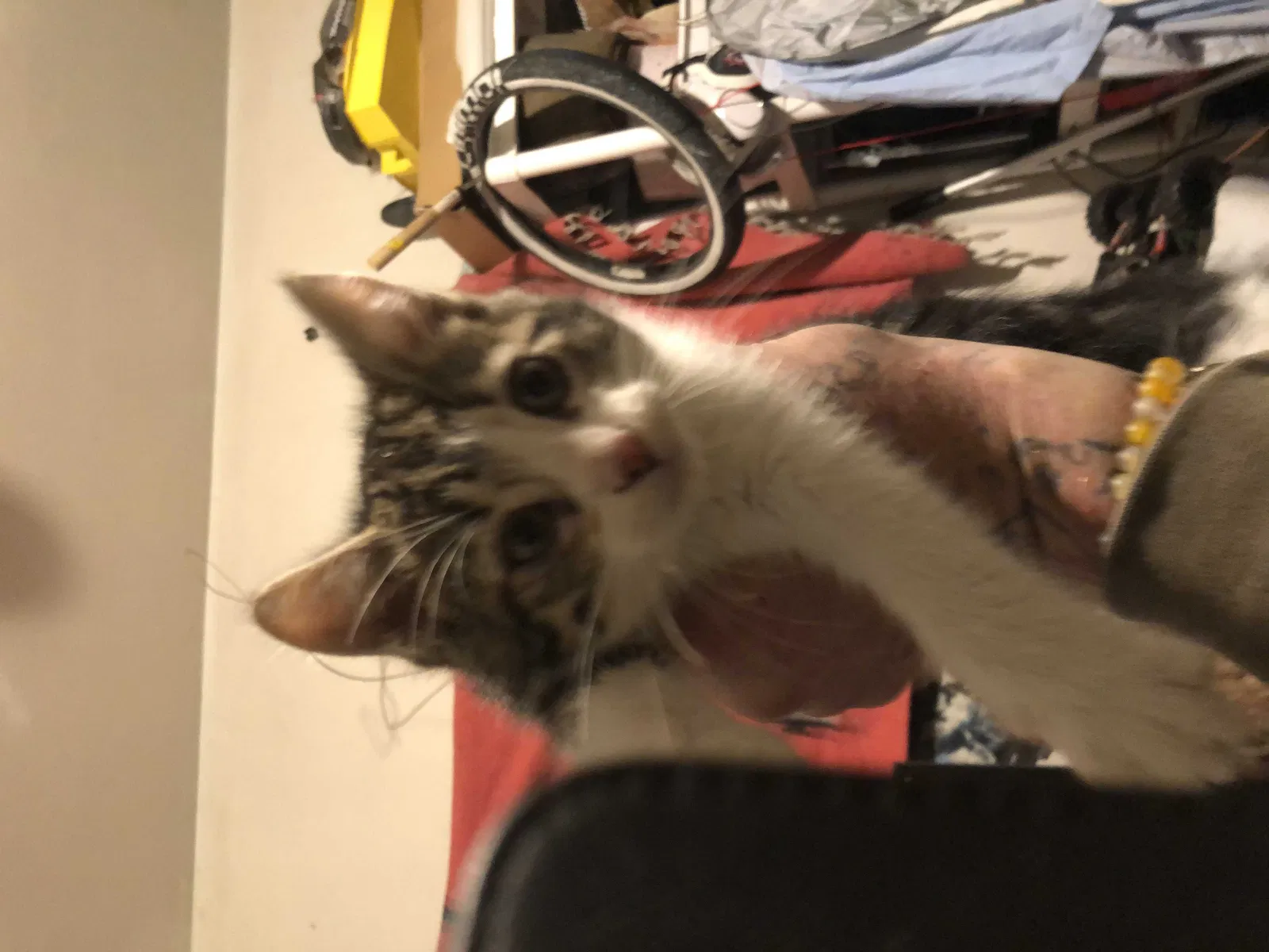 Lost cat in Visalia, CA, 93278