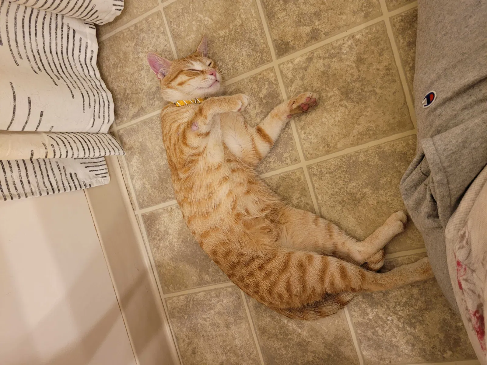Found cat in Buffalo, NY, 14227
