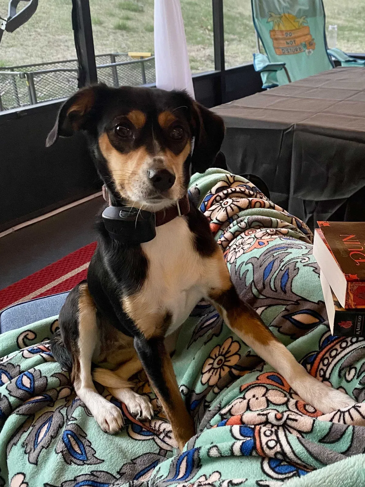 Lost dog in Ooltewah, TN, 37363