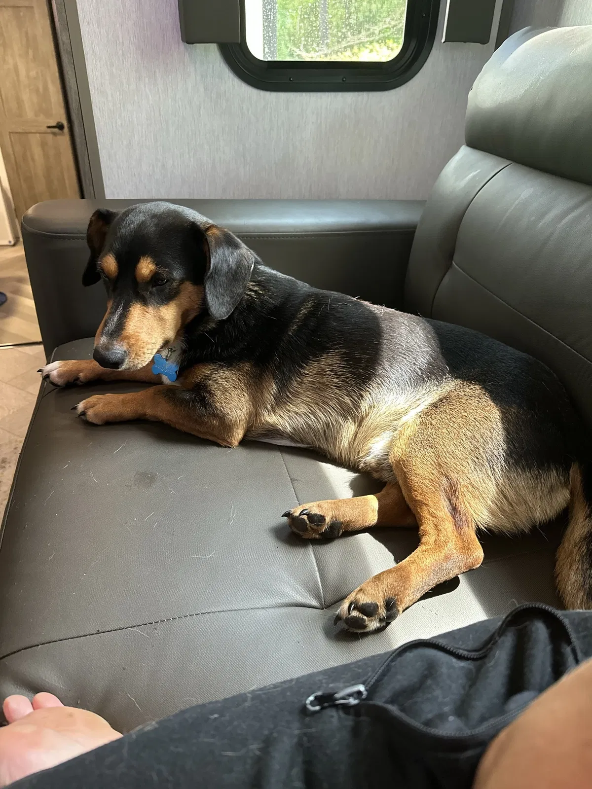 Found dog in Saint Martinville, LA, 70582