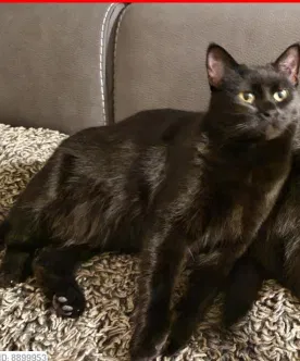 Lost cat in Fort Lupton, CO, 80621