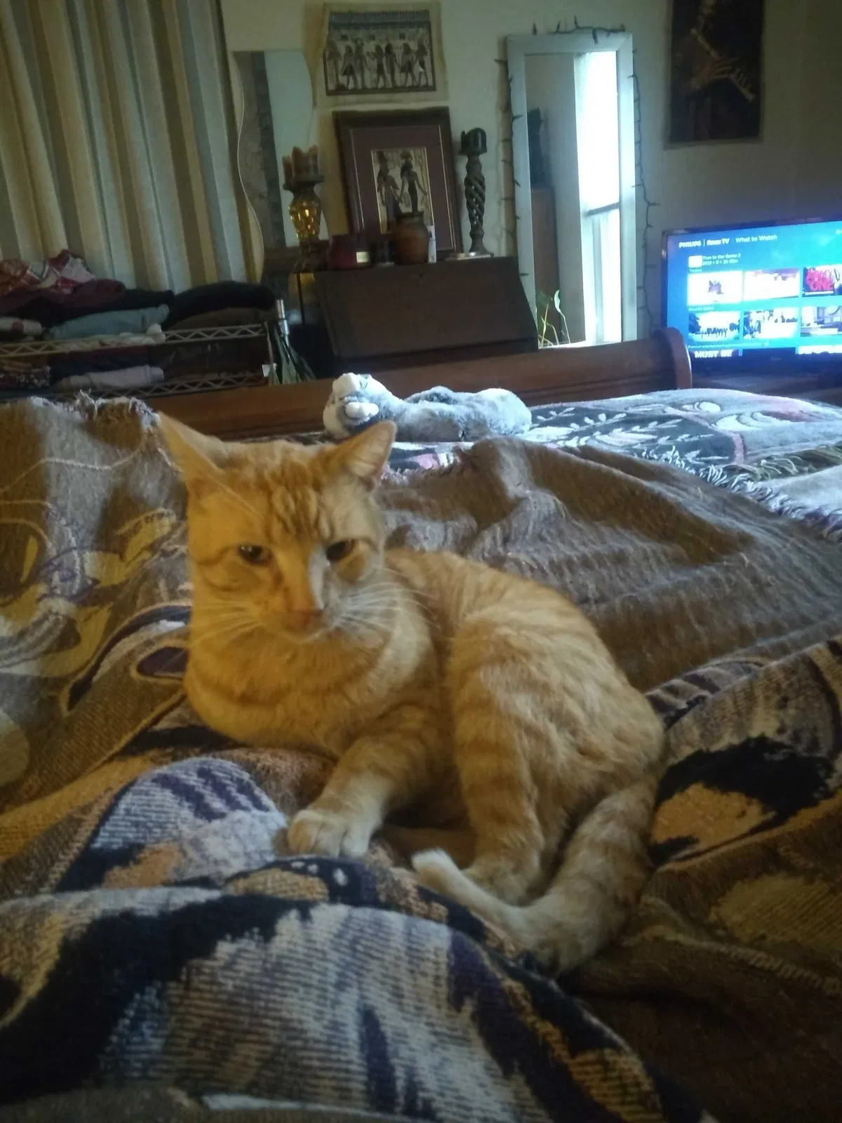 Lost cat in Temple, TX, 76504