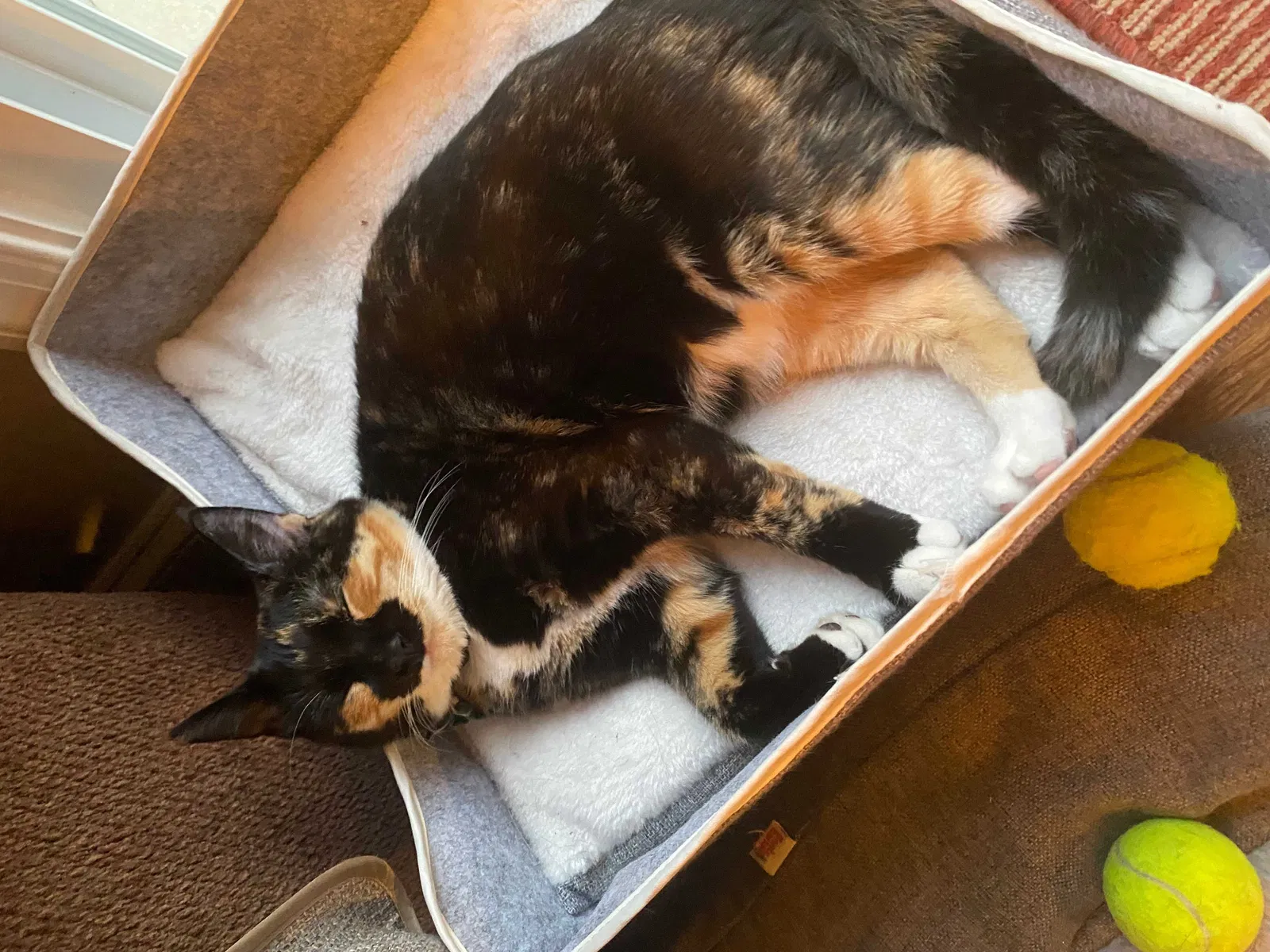 Lost cat in California, MD, 20619