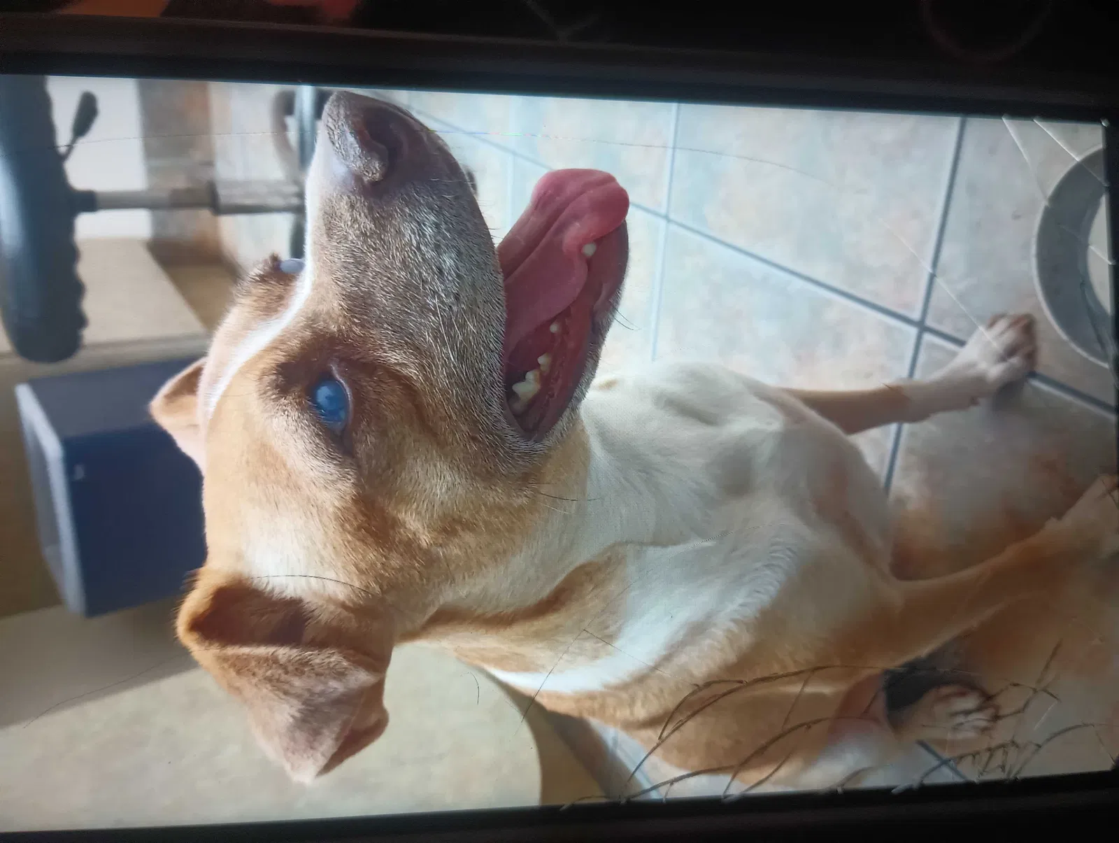 Lost dog in Phoenix, AZ, 85042