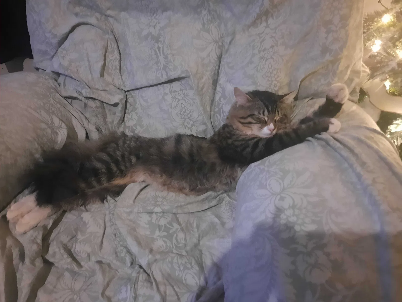 Lost cat in Fort Wayne, IN, 46808