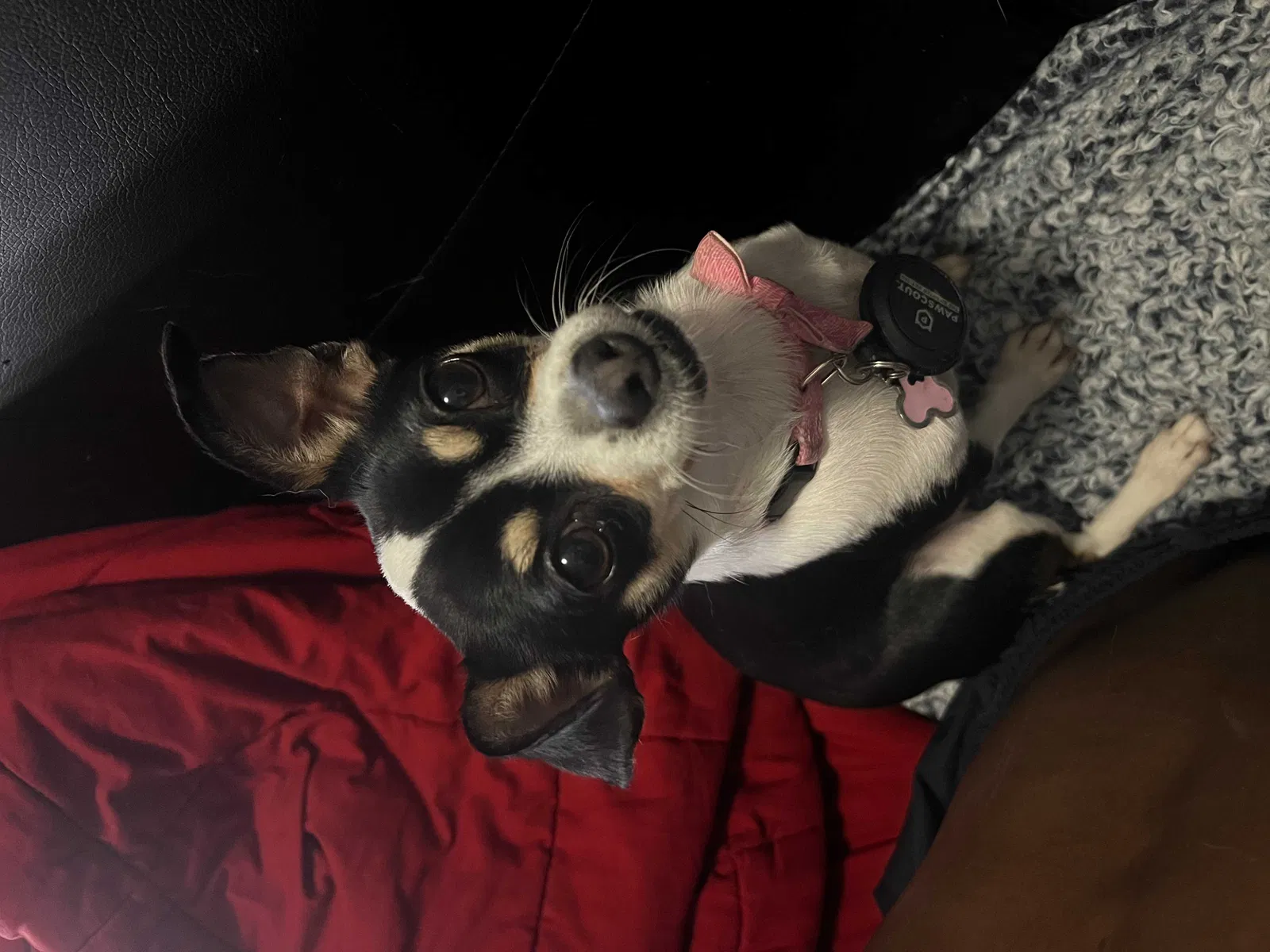 Lost dog in Oceanside, CA, 92058