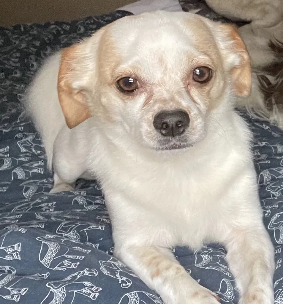 Lost dog in Muskegon, MI, 49442