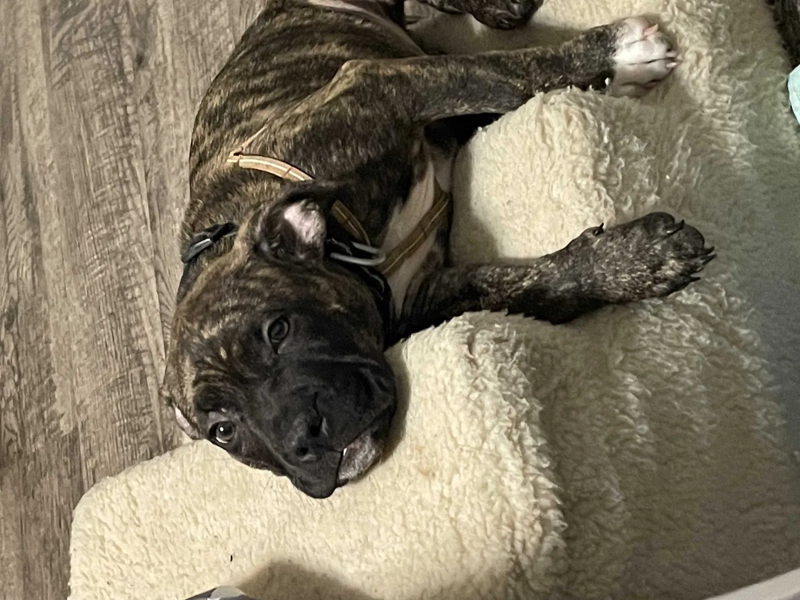 Lost dog in Indianapolis, IN, 46203