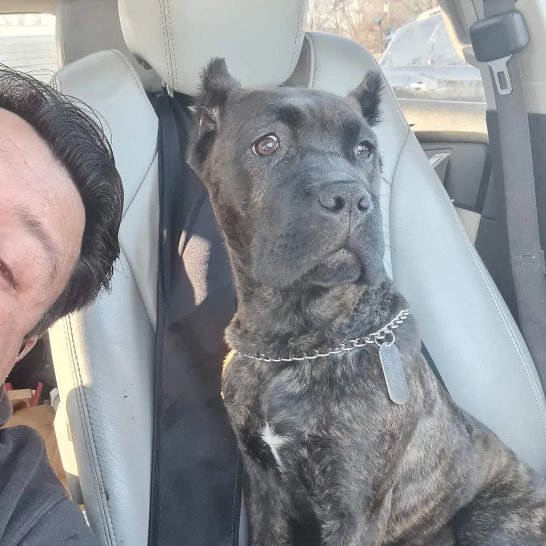 Lost dog in Indianapolis, IN, 46235