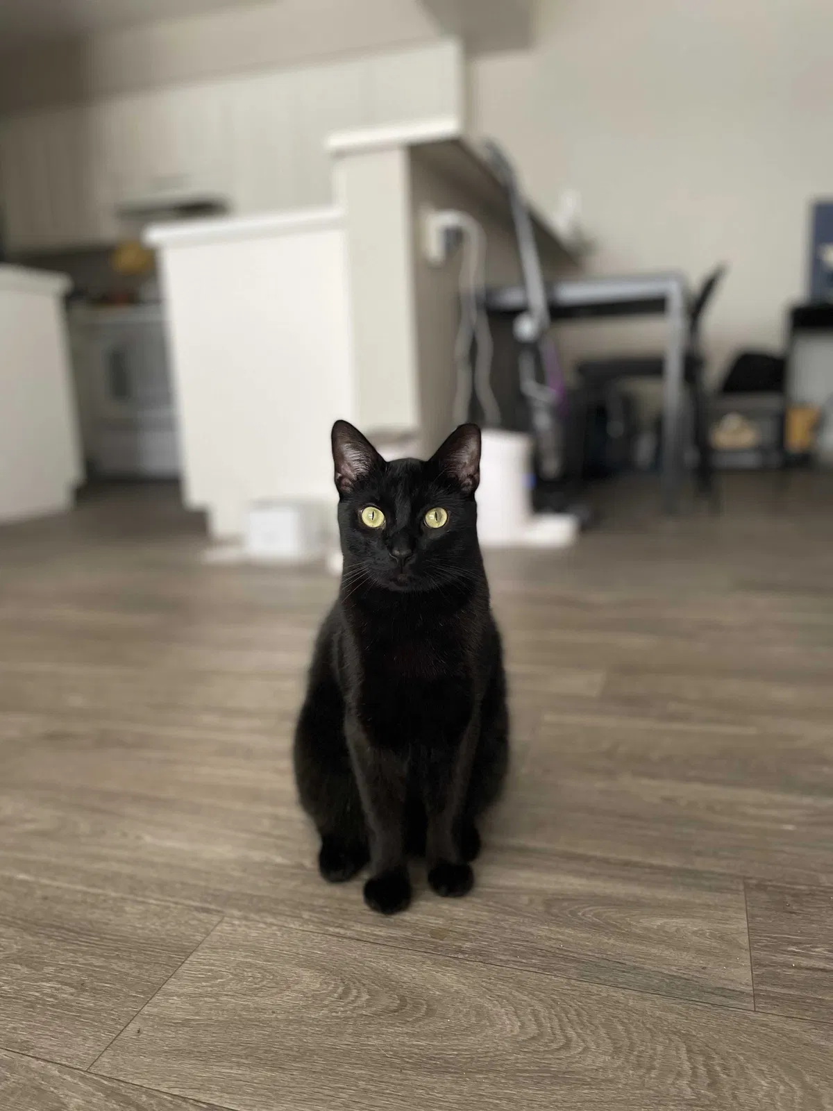 Lost cat in Mesa, AZ, 85202