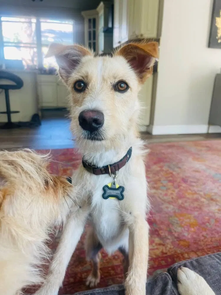 Lost dog in Saint Petersburg, FL, 33705