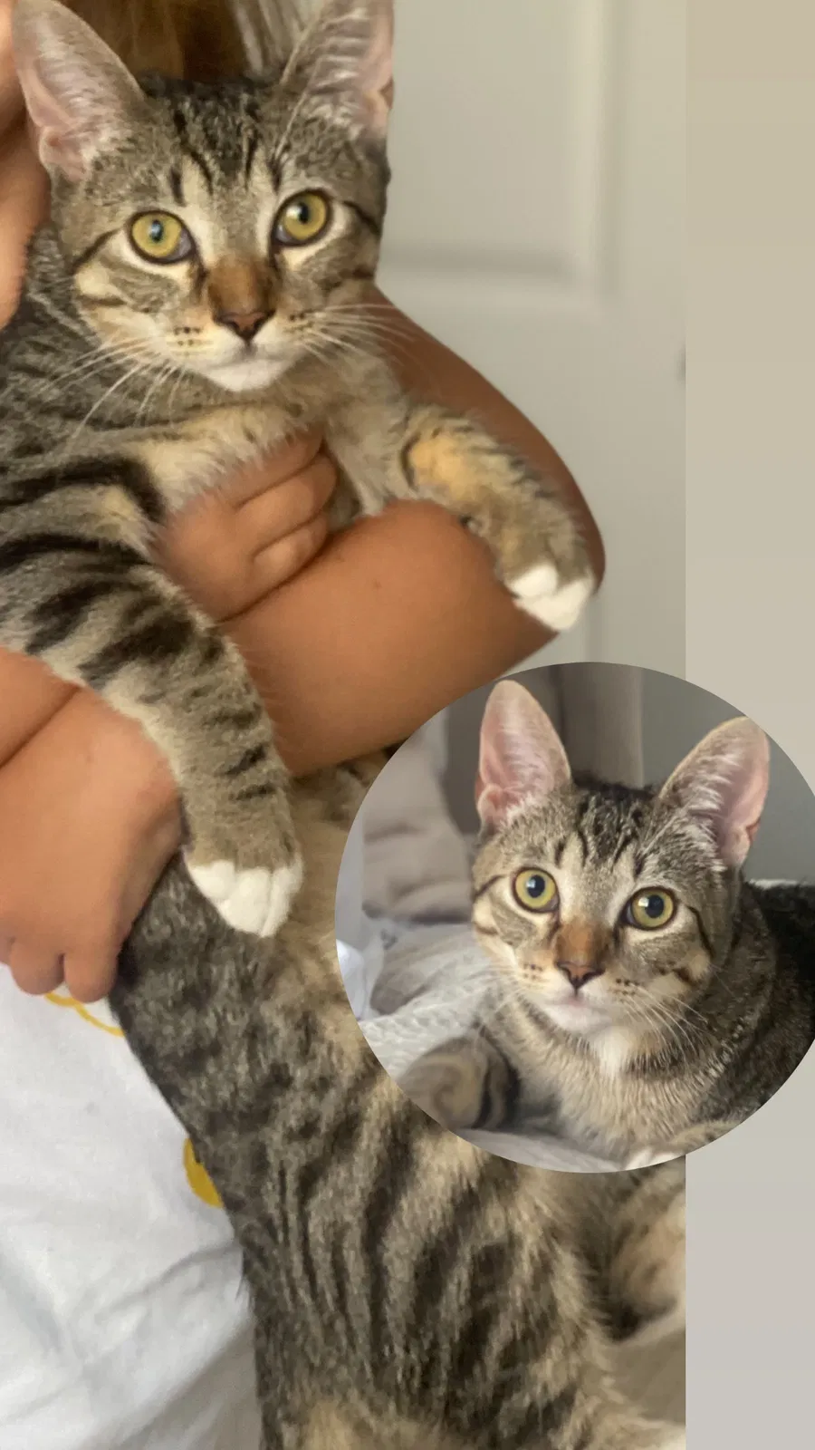 Lost cat in Rancho Cucamonga, CA, 91730