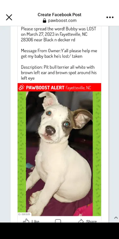Lost dog in Fayetteville, NC, 28306