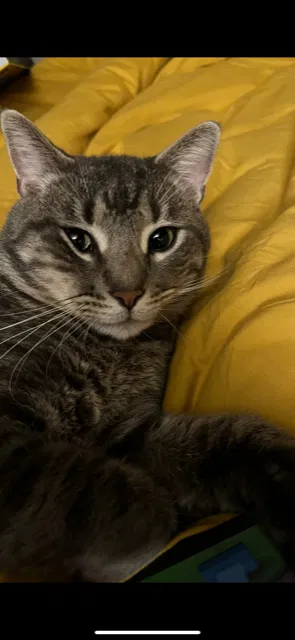 Lost cat in Baton Rouge, LA, 70816