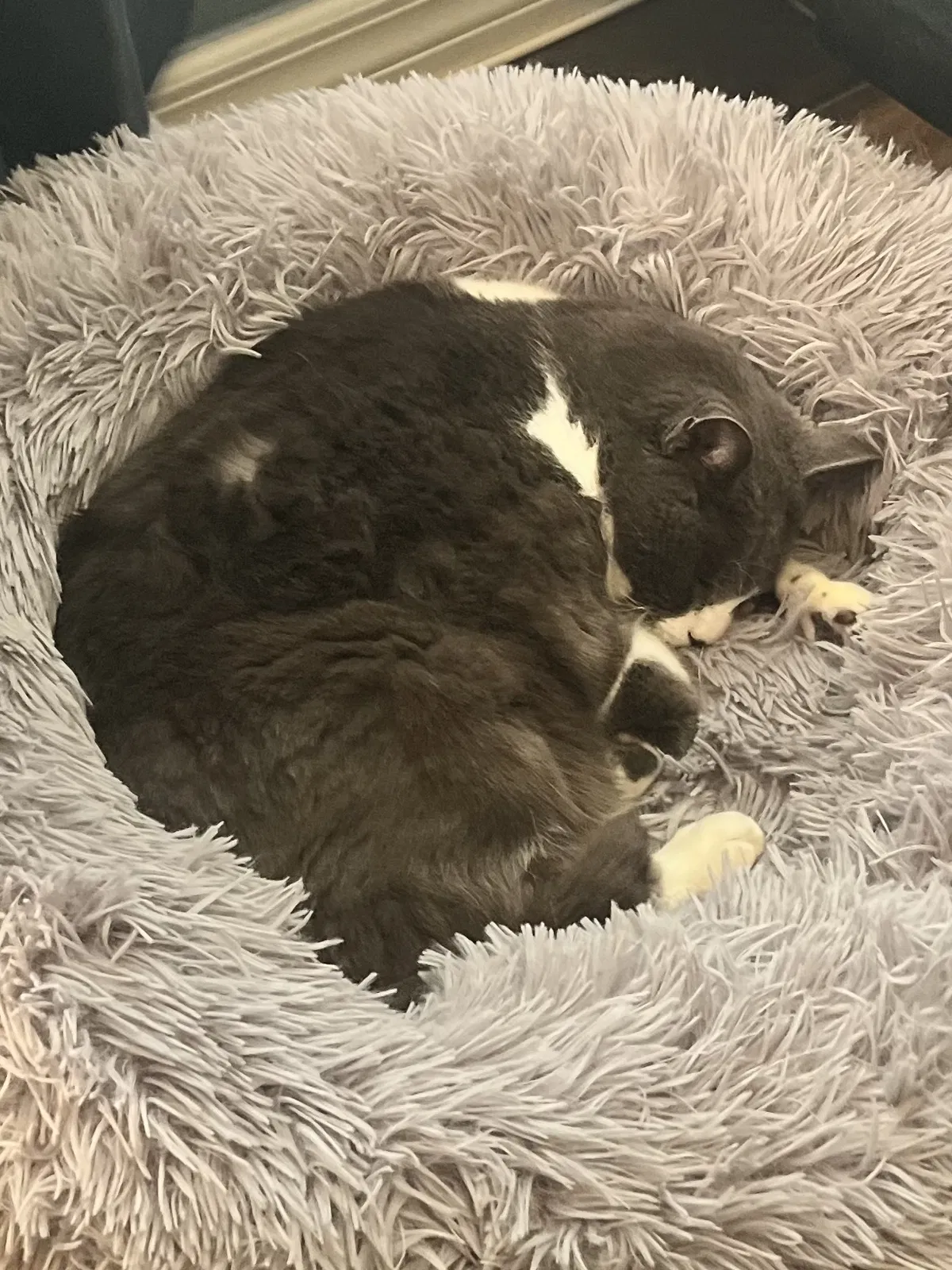 Lost cat in Palmetto, FL, 34221