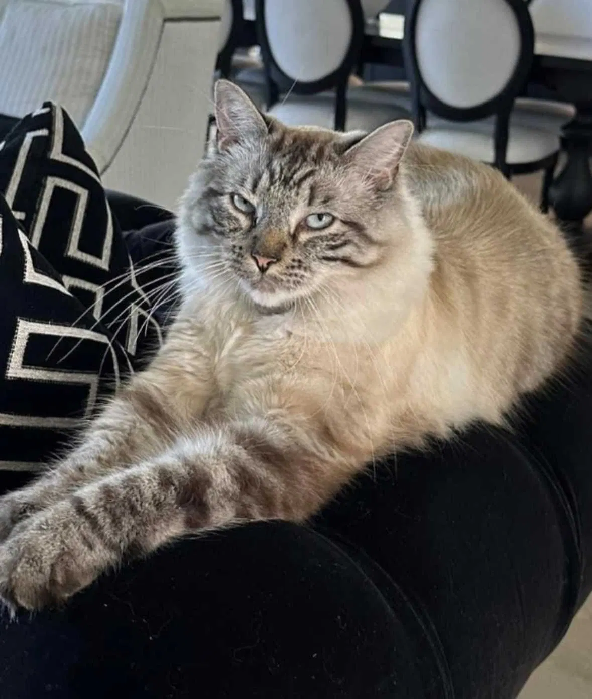 Lost cat in Rockwall, TX, 75032