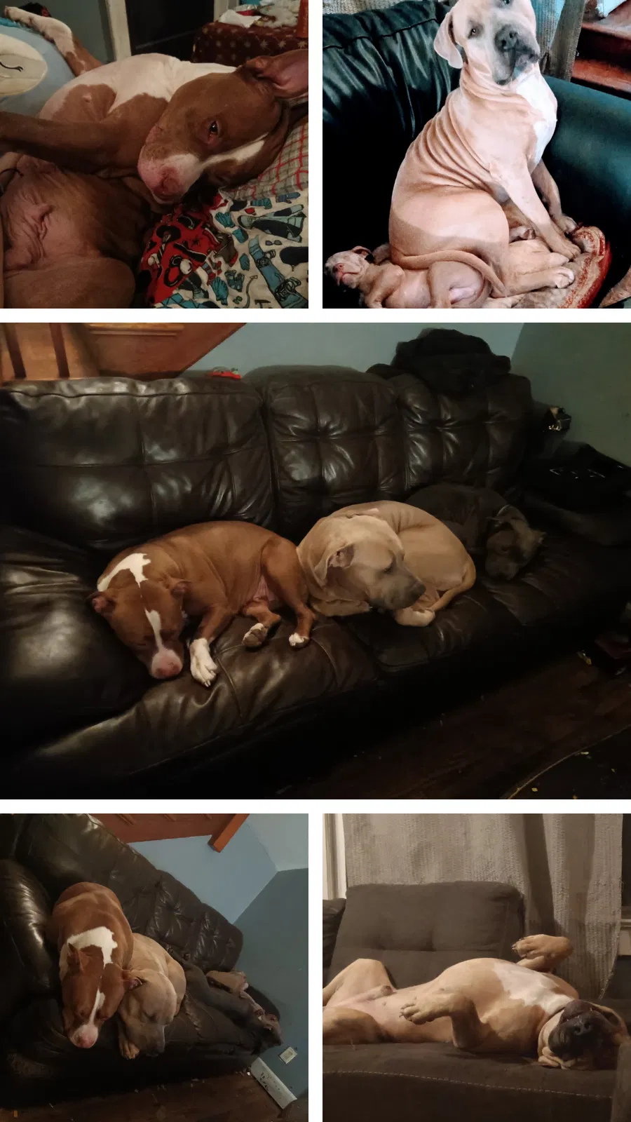 Lost dog in Indianapolis, IN, 46241