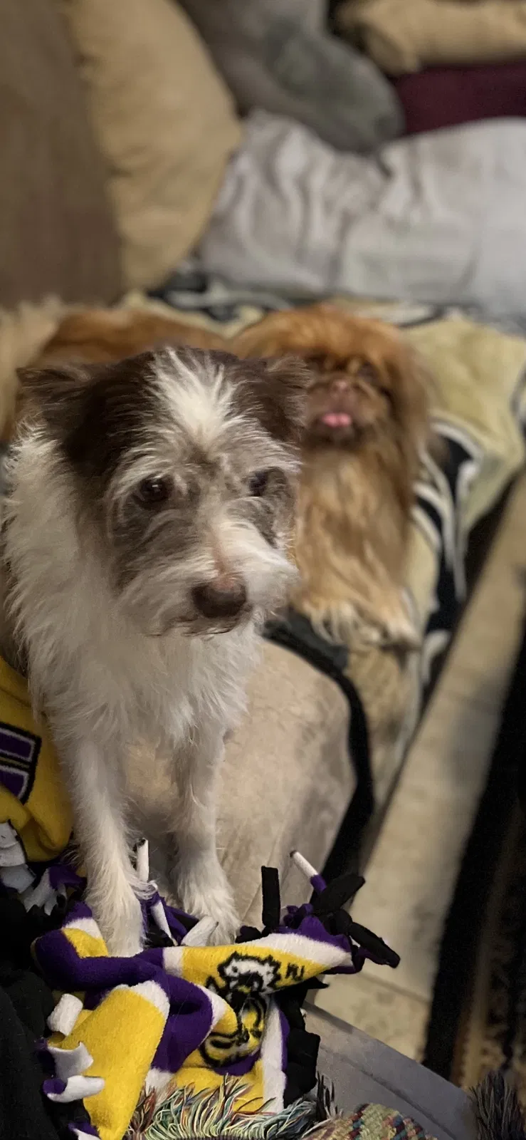 Lost dog in Kiln, MS, 39556