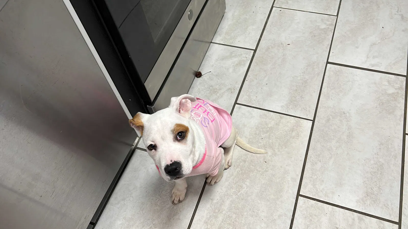 Lost dog in Fayetteville, NC, 28314