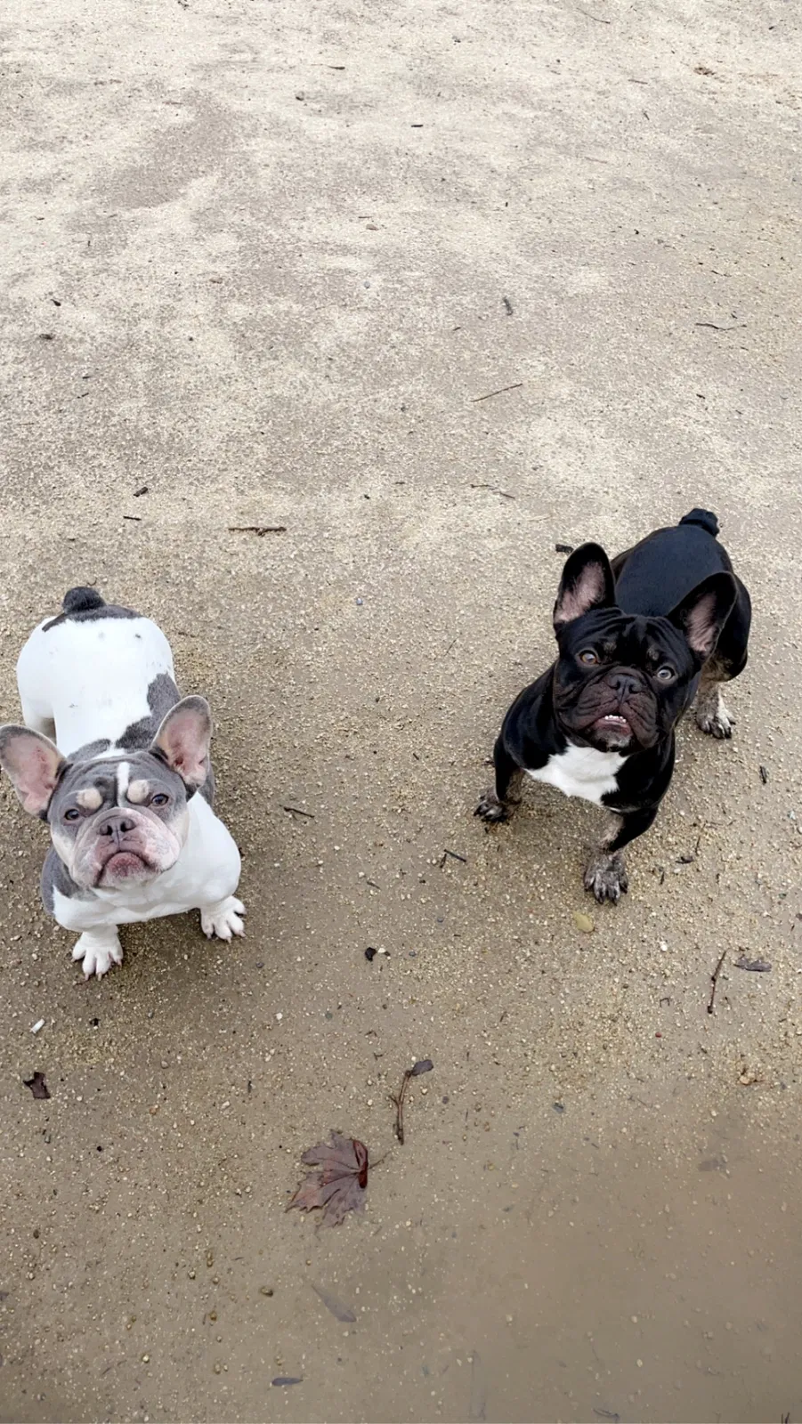 Lost dog in Rancho Cordova, CA, 95670
