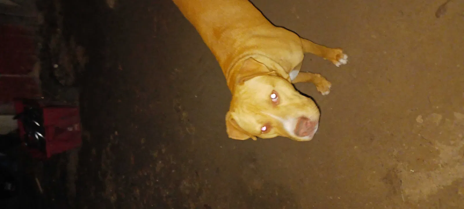 Lost dog in Huffman, TX, 77336