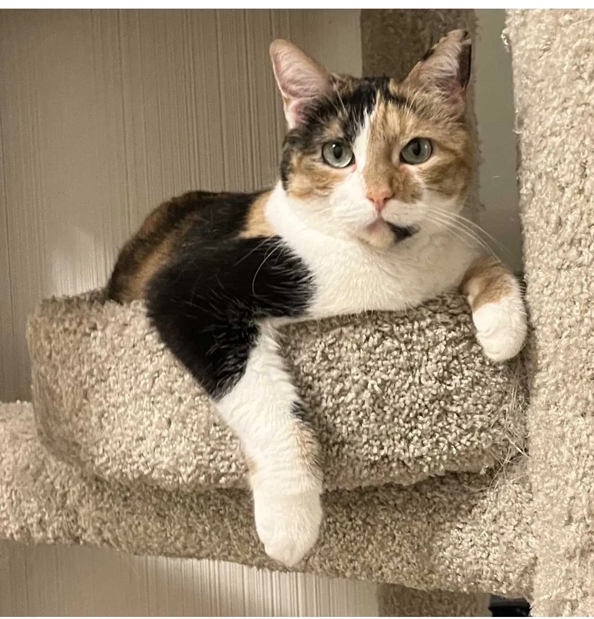 Lost cat in Port Saint Lucie, FL, 34952