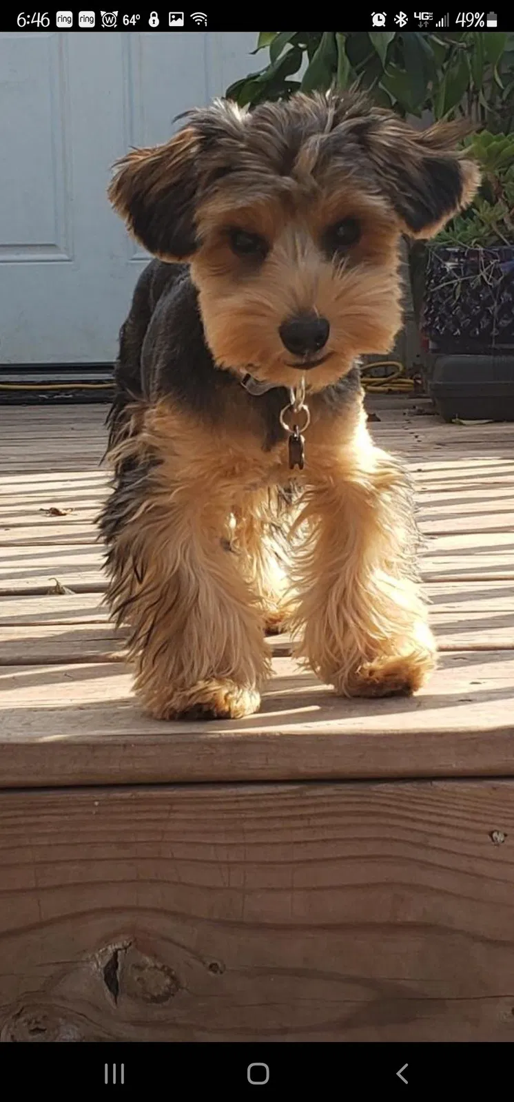 Lost dog in Leavenworth, KS, 66048