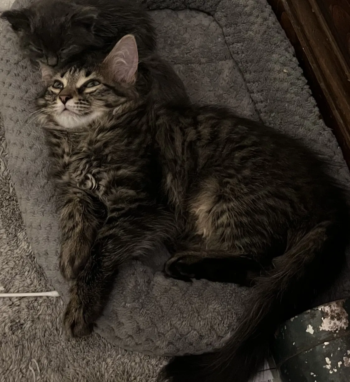 Lost cat in Harrison Township, MI, 48045