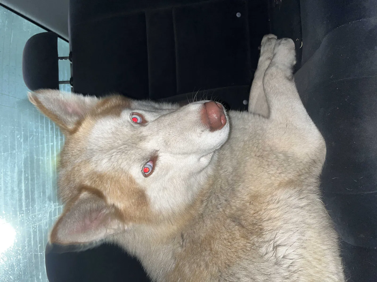 Found dog in Sacramento, CA, 94261