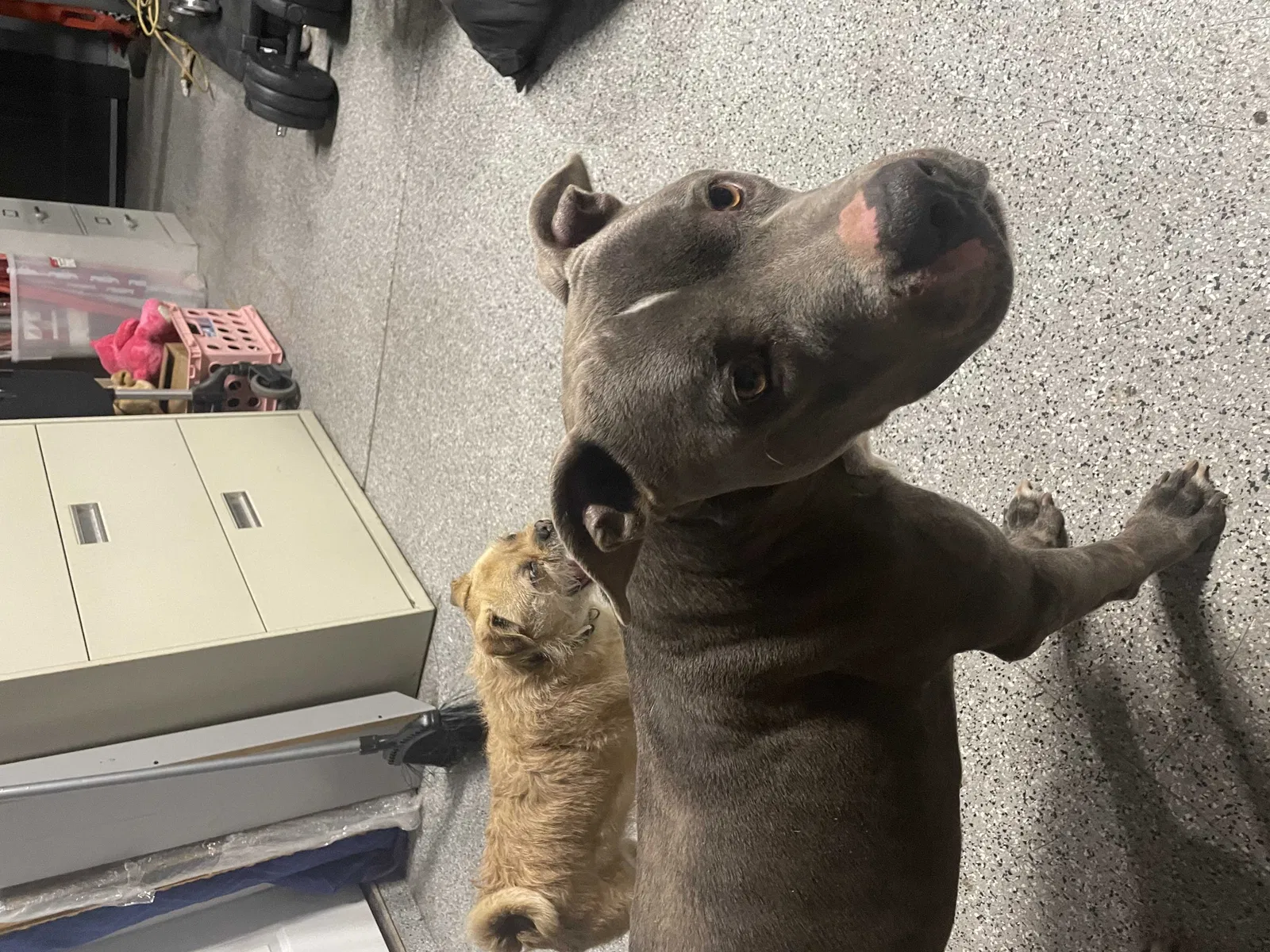 Found dog in Corona, CA, 92879