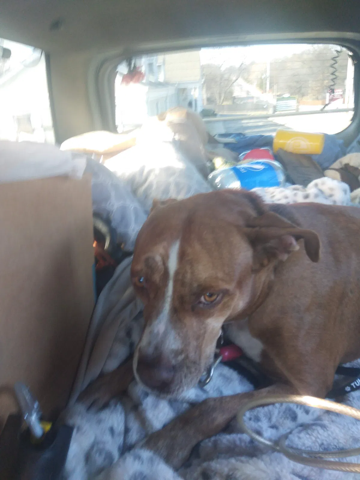 Lost dog in Tulsa, OK, 74112