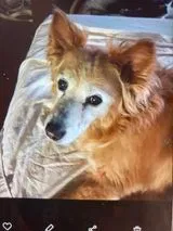 Lost dog in Burlington, NC, 27215