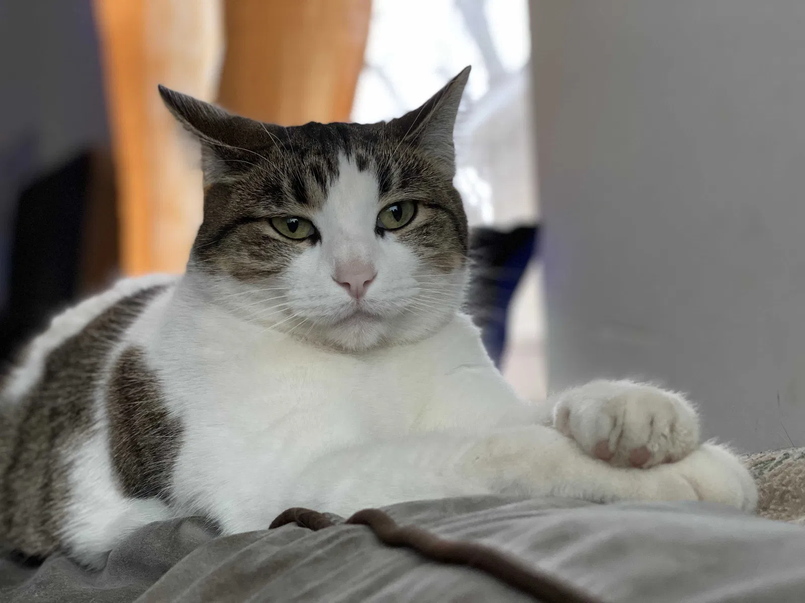 Lost cat in Saint Louis, MO, 63114