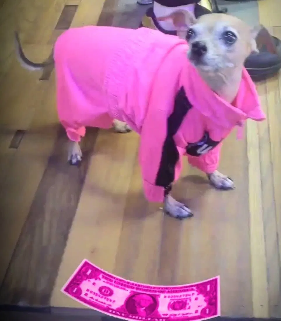 Lost dog in San Francisco, CA, 94103
