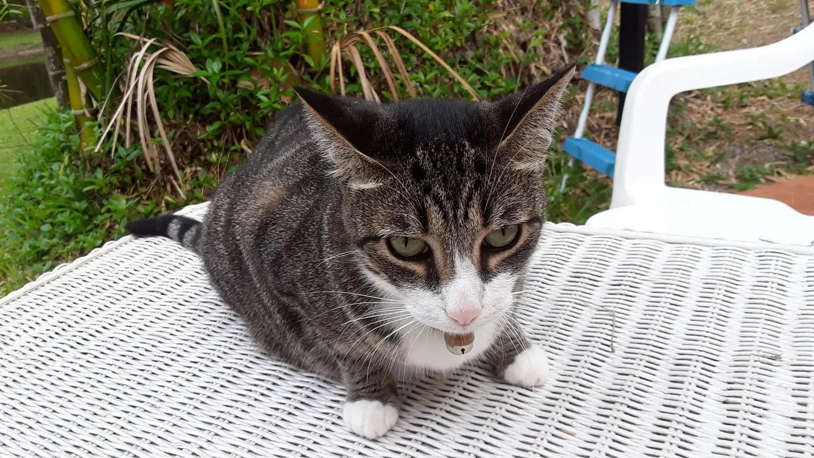 Lost cat in Melbourne, FL, 32904