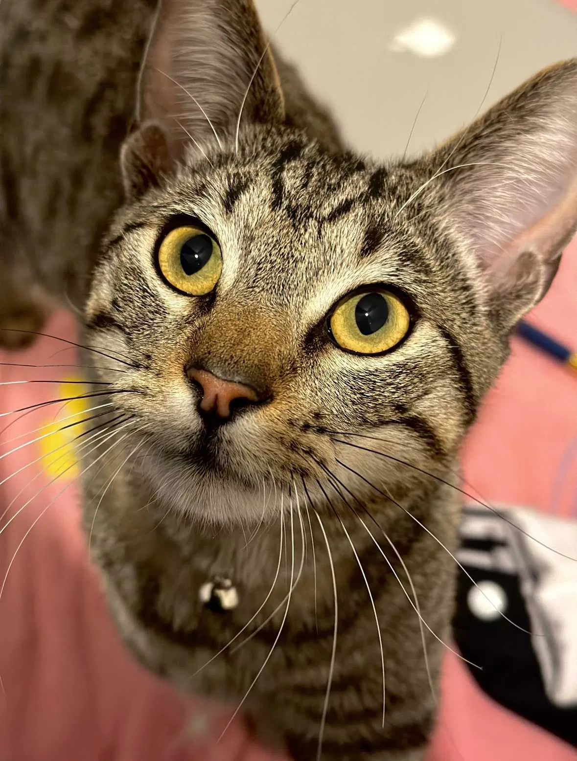 Lost cat in Las Vegas, NV, 89142