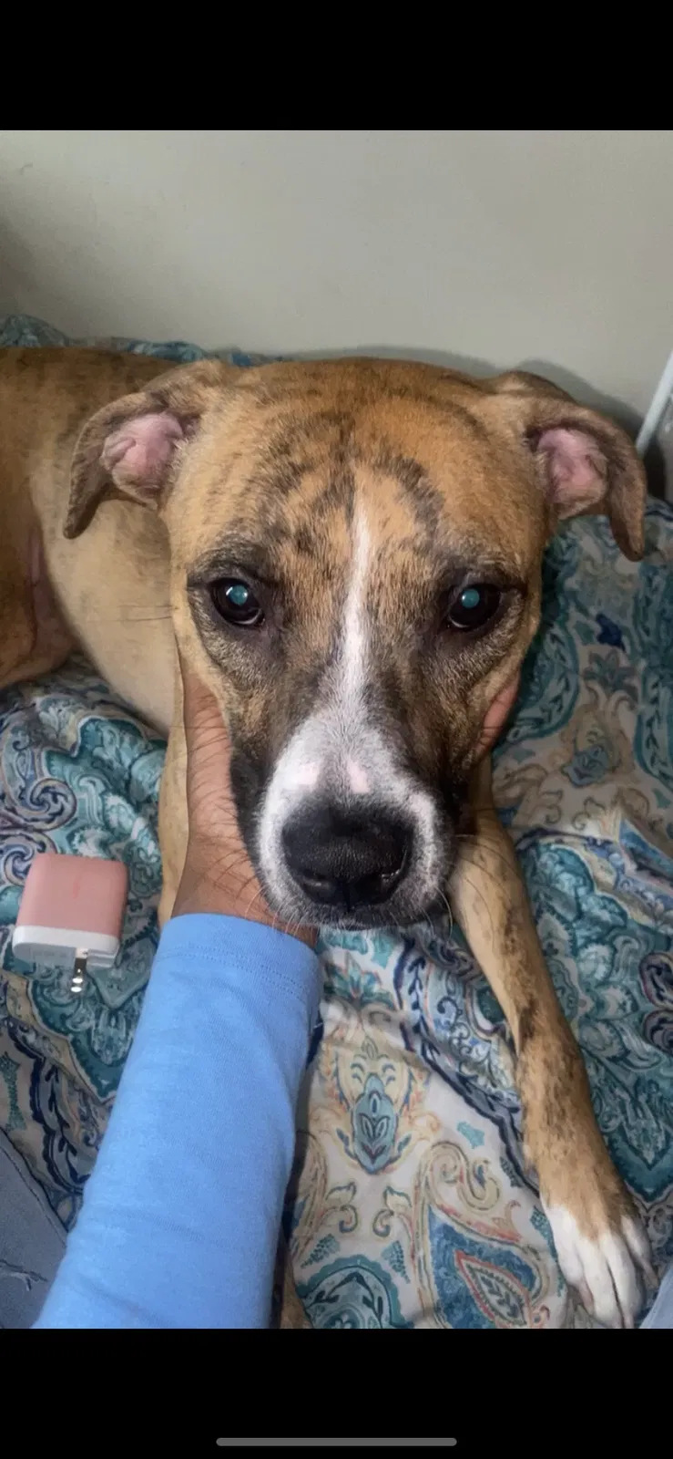 Lost dog in Norfolk, VA, 23523