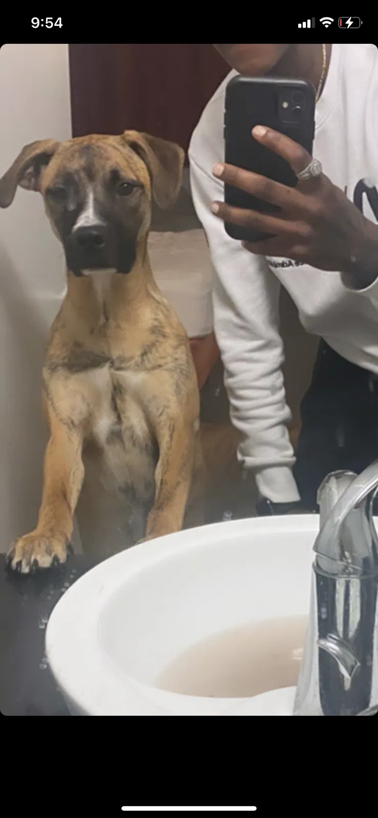 Lost dog in Norfolk, VA, 23523