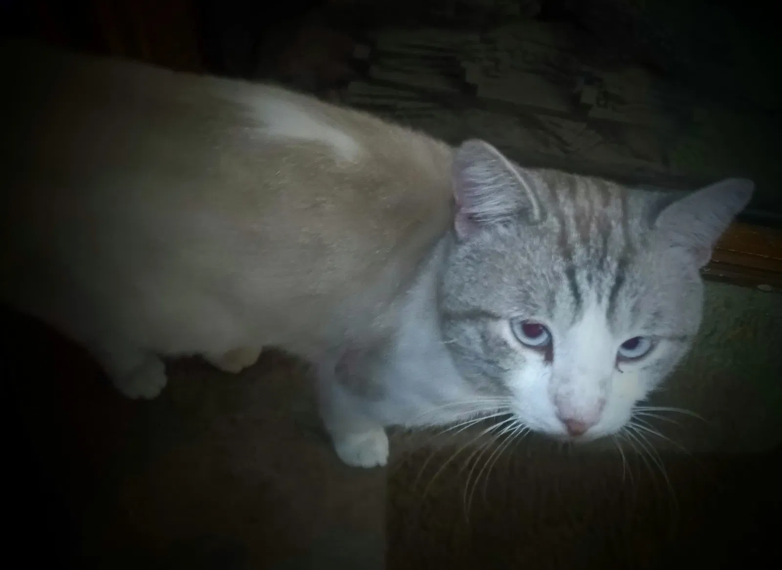 Lost cat in Lake Elsinore, CA, 92530