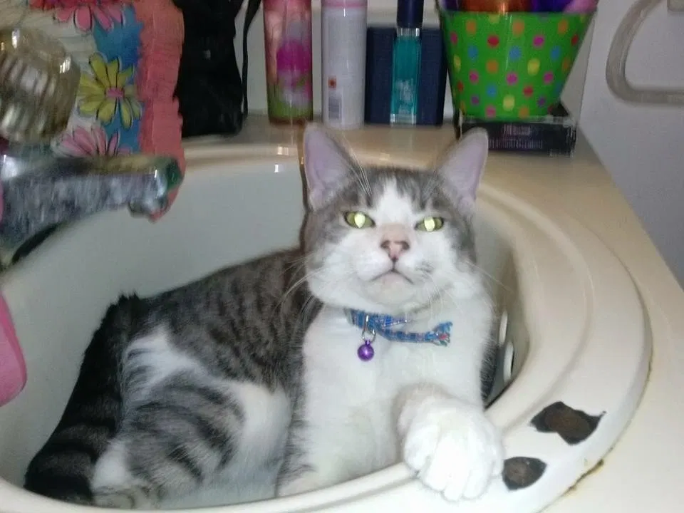 Lost cat in Hialeah, FL, 33018