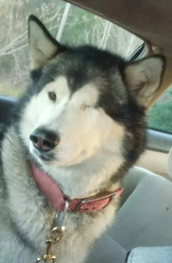 Lost dog in Wetumpka, AL, 36093