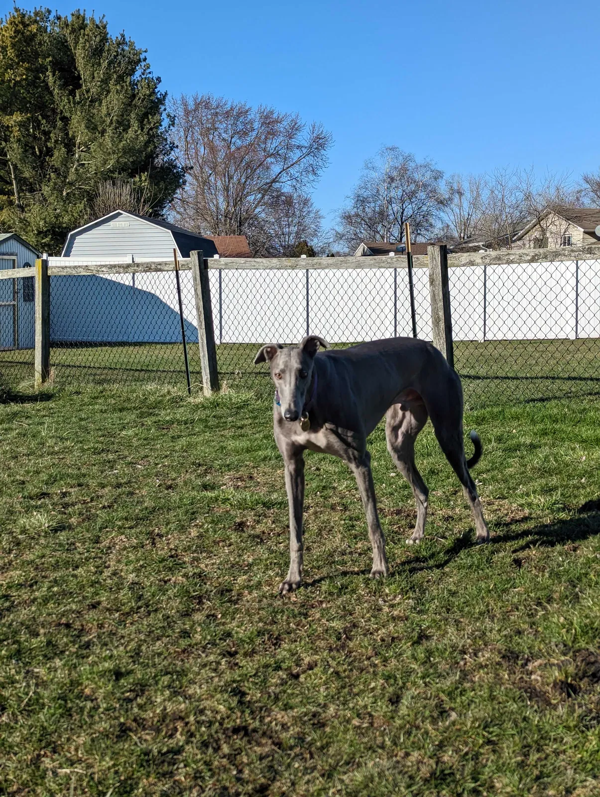 Lost dog in Mishawaka, IN, 46544