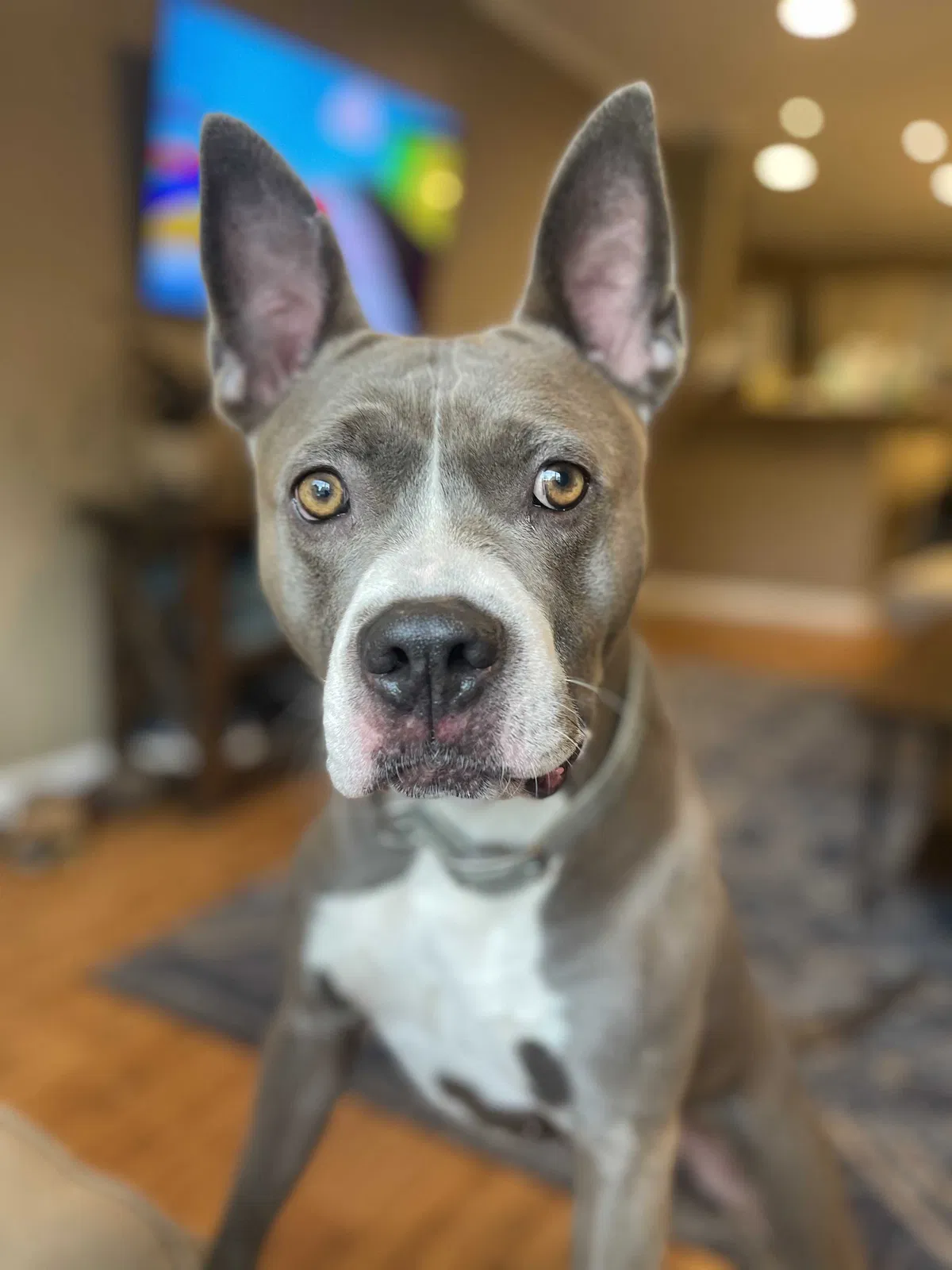 Lost dog in Mobile, AL, 36606