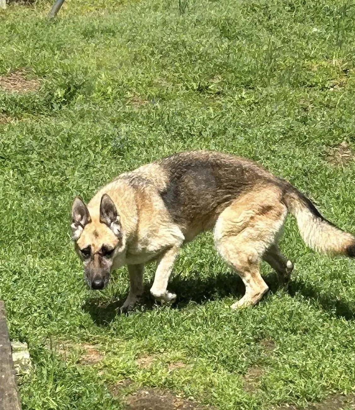 Lost dog in Rock Hill, SC, 29730