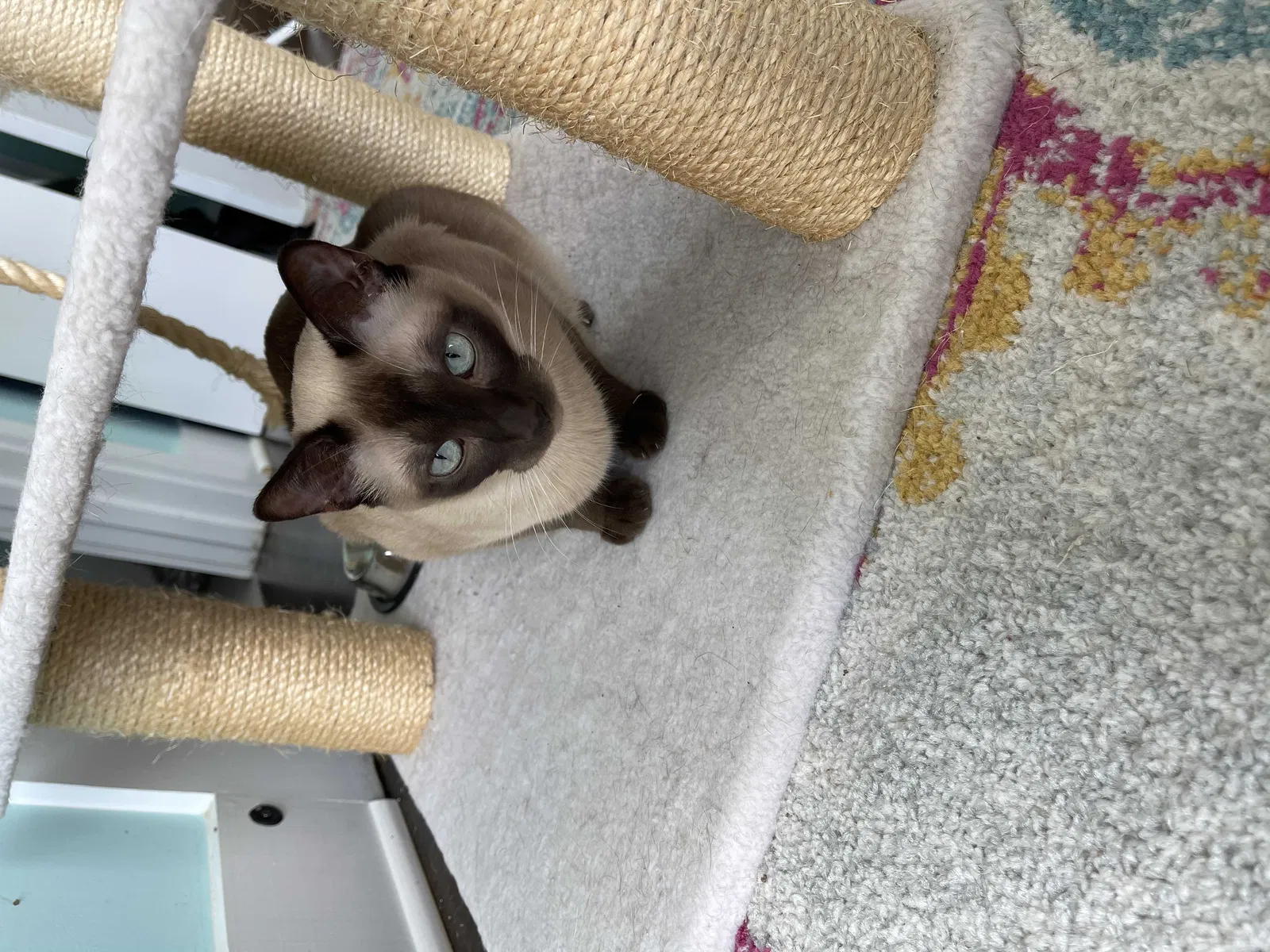 Lost cat in Woodstock, GA, 30188