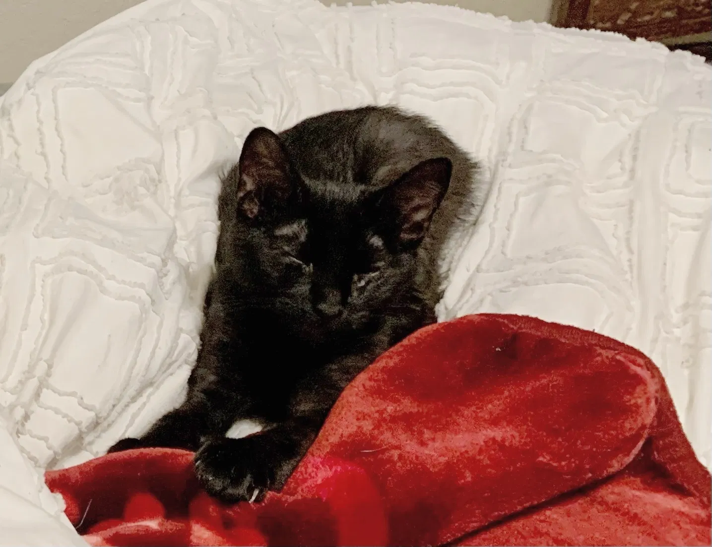 Lost cat in Clovis, CA, 93612